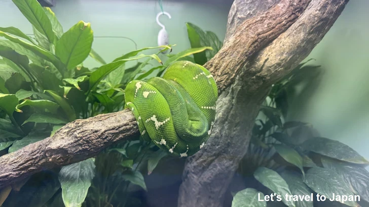 エメラルドツリーボア：自然動物館爬虫類エリア(1)