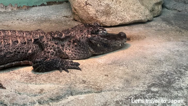 ヨウスコウワニ：自然動物館爬虫類エリア(2)