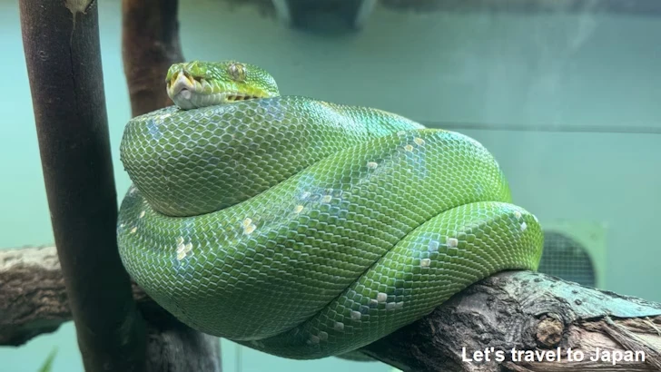 ミドリニシキヘビ：自然動物館爬虫類エリア(1)