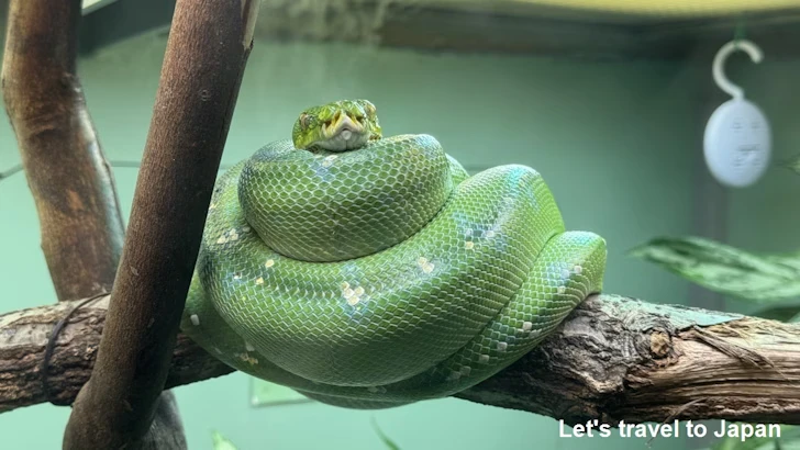 ミドリニシキヘビ：自然動物館爬虫類エリア(2)