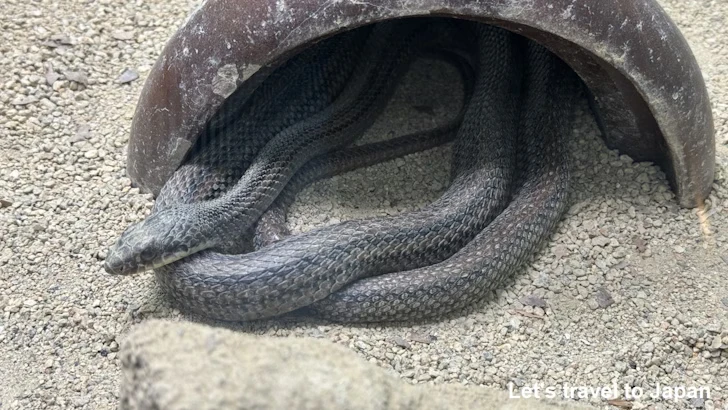 シマヘビ：自然動物館爬虫類エリア(2)