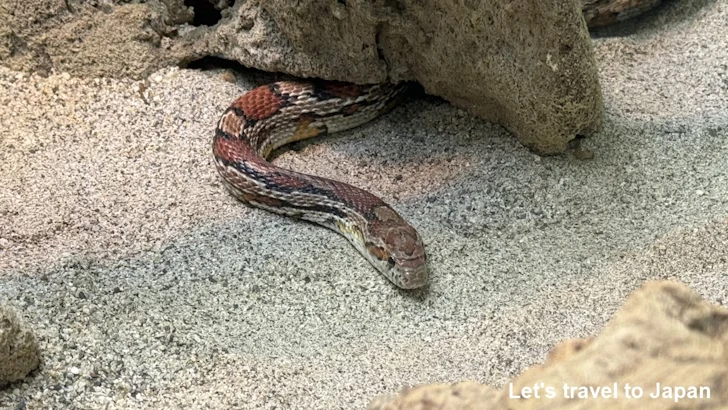 アカダイショウ：自然動物館爬虫類エリア(1)