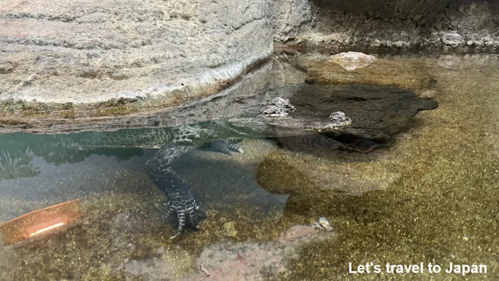 ヨウスコウワニ：自然動物館爬虫類エリア(3)