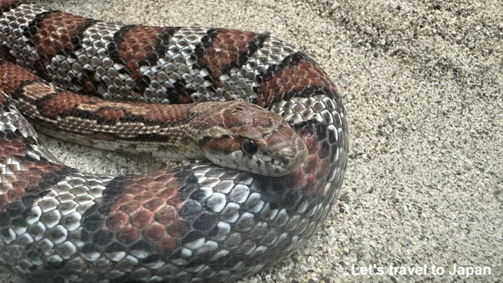 アカダイショウ：自然動物館爬虫類エリア(4)