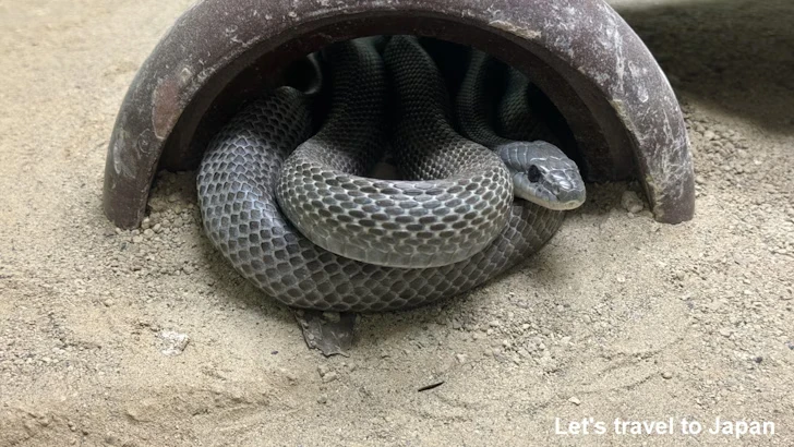 アオダイショウ：自然動物館爬虫類エリア(2)