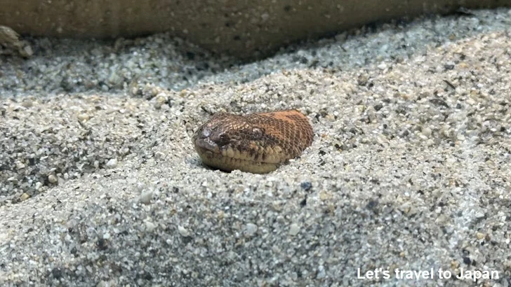 ケニアスナボア：自然動物館爬虫類エリア(3)