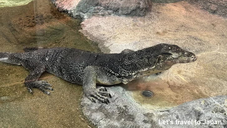 ミズオオトカゲ：自然動物館爬虫類エリア(2)