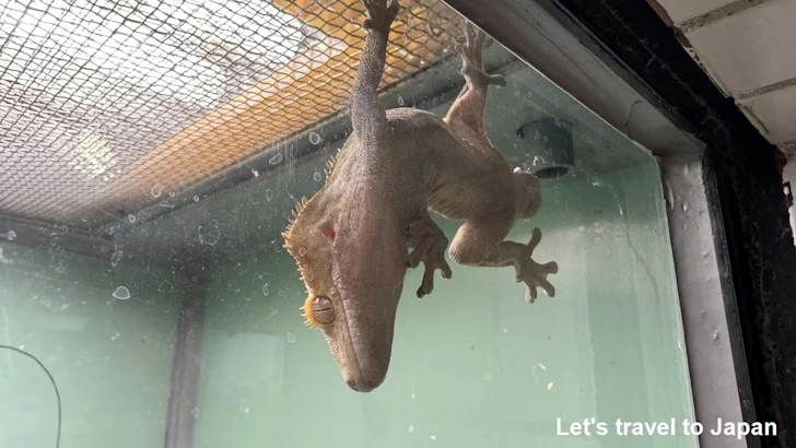 オウカンミカドヤモリ：自然動物館爬虫類エリア(2)