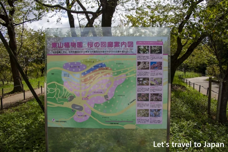 桜の回廊：東山植物園の見どころ(116)
