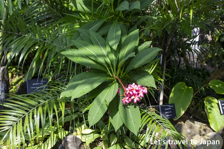 インドソケイ：東山植物園の見どころ(152)