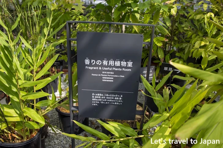 香りの有用植物室：東山植物園の見どころ(168)