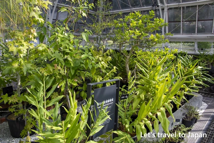 香りの有用植物室：東山植物園の見どころ(171)