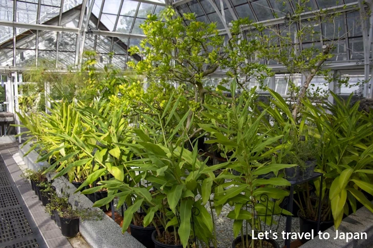 香りの有用植物室：東山植物園の見どころ(176)