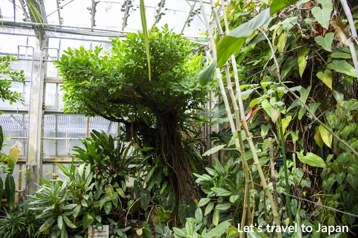 水生植物温室：東山植物園の見どころ(241)