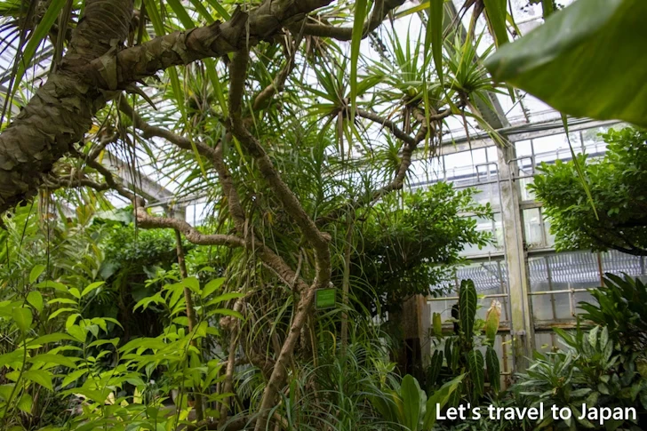 水生植物温室：東山植物園の見どころ(242)