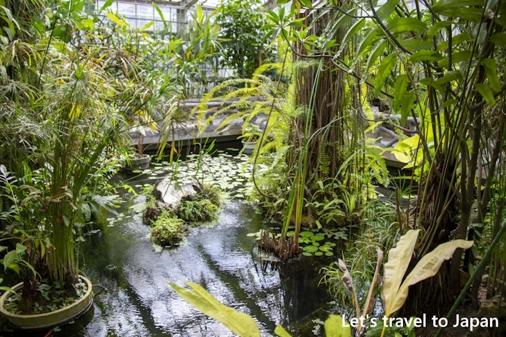 水生植物温室：東山植物園の見どころ(244)