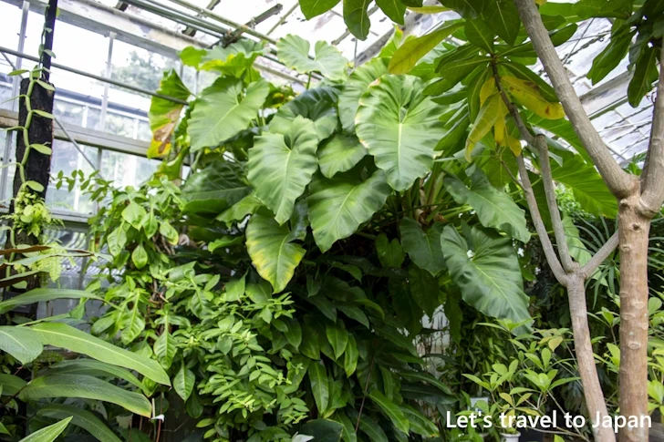 水生植物温室：東山植物園の見どころ(245)