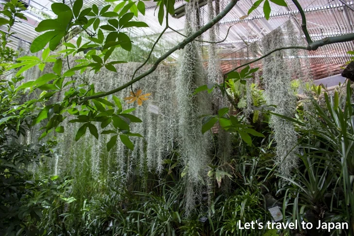 中南米産植物温室：東山植物園の見どころ(264)