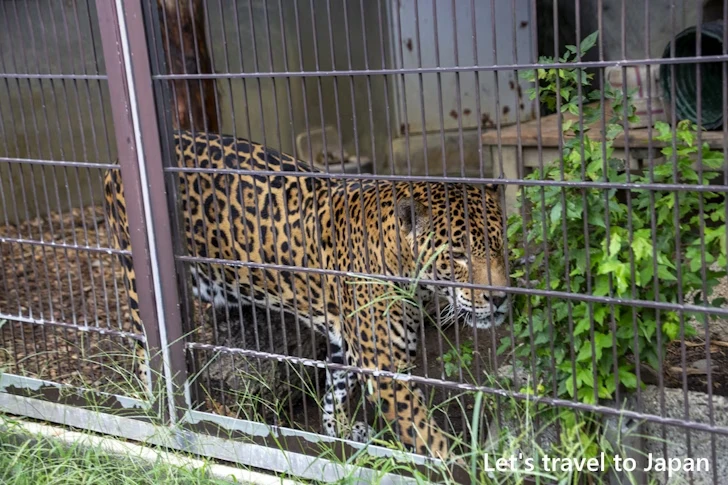 ジャガー：東山動物園本園の見どころ(112)