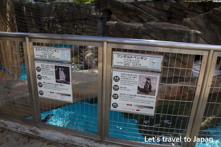 ペンギン：東山動物園本園の見どころ(183)