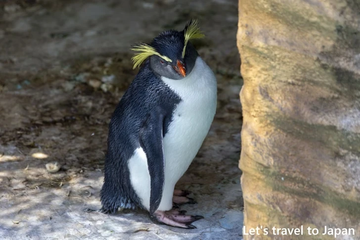 ペンギン：東山動物園本園の見どころ(186)