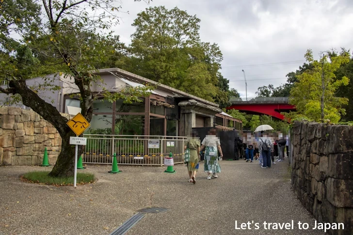 ツシマヤマネコ：東山動物園本園の見どころ(256)
