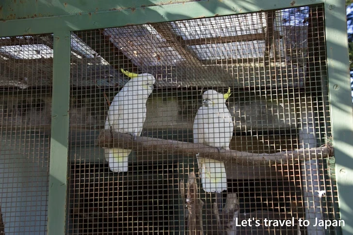 キバタン：東山動物園本園の見どころ(269)