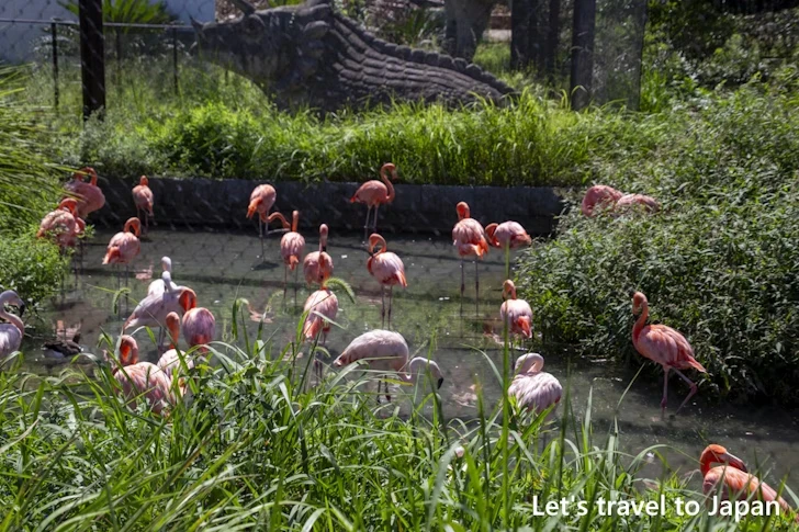 フラミンゴ：東山動物園本園の見どころ(79)