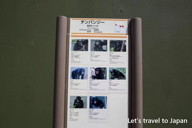 チンパンジー：東山動物園北園の見どころ(15)