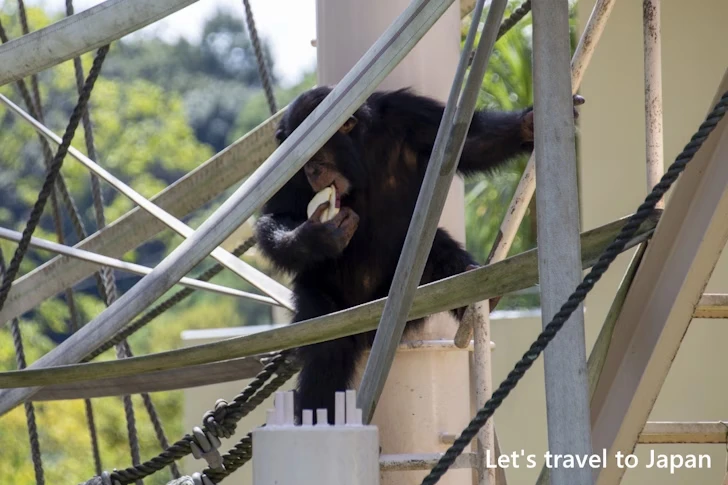 チンパンジー：東山動物園北園の見どころ(19)