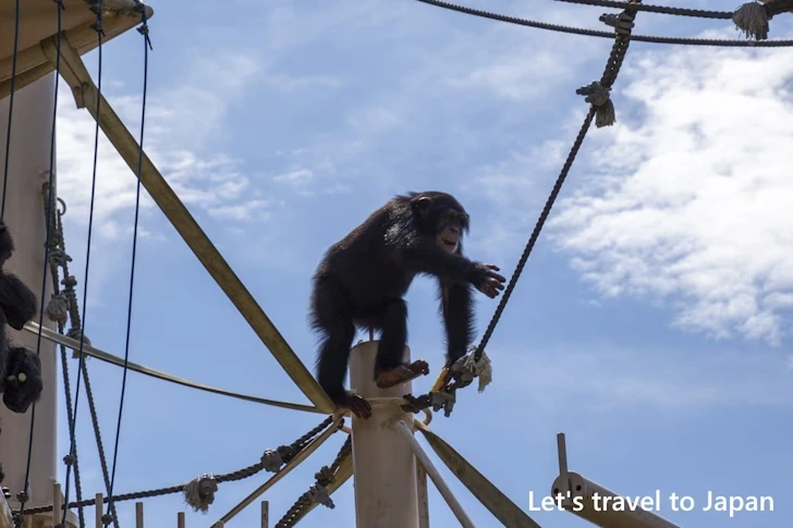チンパンジー：東山動物園北園の見どころ(21)