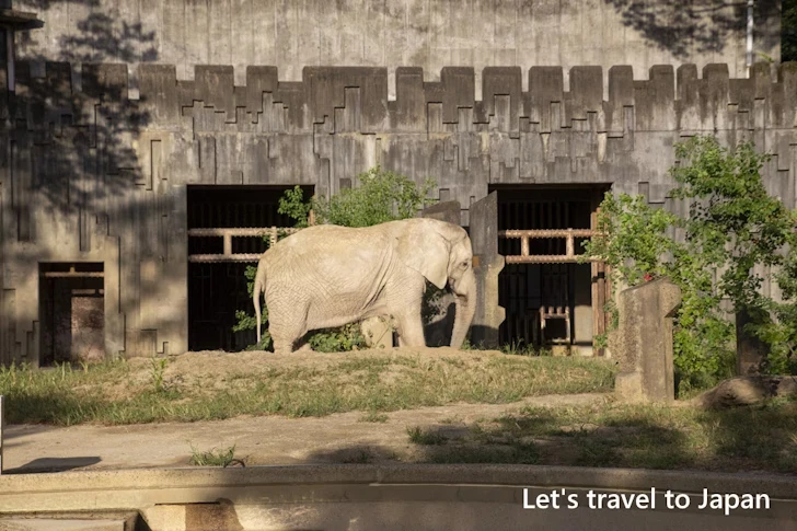 アフリカゾウ：東山動物園北園の見どころ(38)