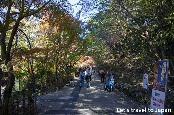 植物園の入り口から奥池まで：東山動植物園の紅葉の見どころ完全ガイド(11)