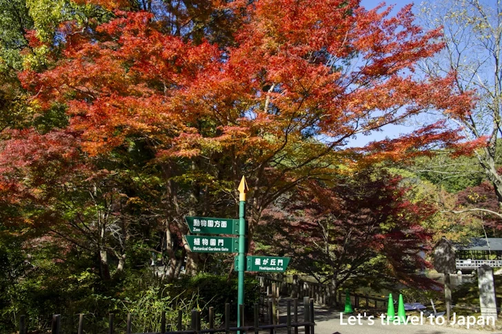 奥池あたりの紅葉：東山動植物園の紅葉の見どころ完全ガイド(24)