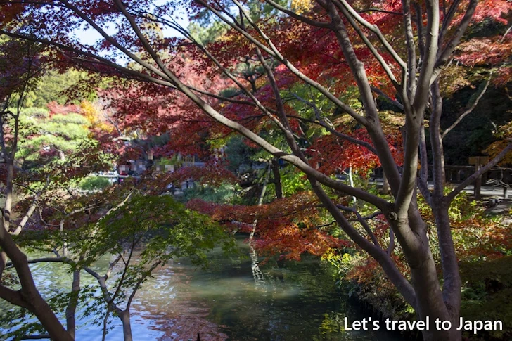 奥池あたりの紅葉：東山動植物園の紅葉の見どころ完全ガイド(28)