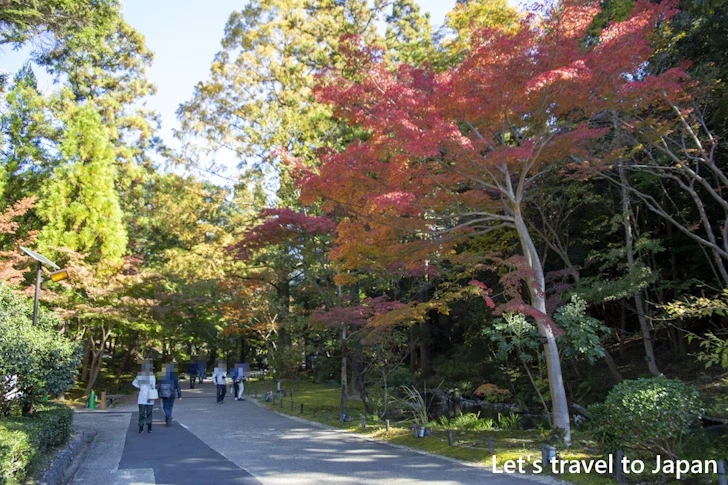 日本庭園あたりの紅葉：東山動植物園の紅葉の見どころ完全ガイド(41)