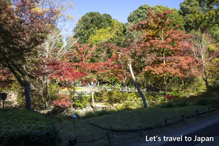 日本庭園あたりの紅葉：東山動植物園の紅葉の見どころ完全ガイド(42)