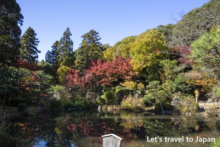 日本庭園あたりの紅葉：東山動植物園の紅葉の見どころ完全ガイド(43)