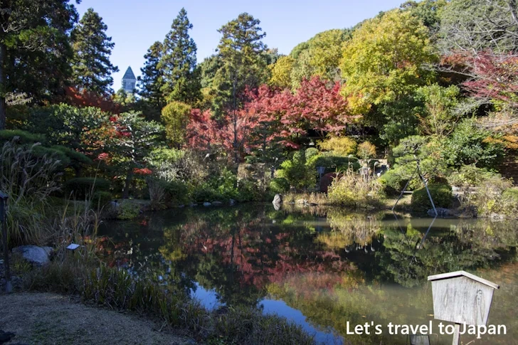 日本庭園あたりの紅葉：東山動植物園の紅葉の見どころ完全ガイド(44)