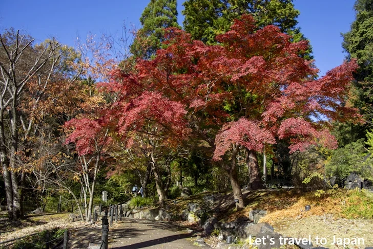 日本庭園あたりの紅葉：東山動植物園の紅葉の見どころ完全ガイド(45)