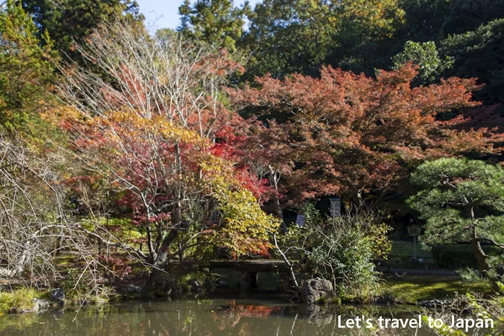 日本庭園あたりの紅葉：東山動植物園の紅葉の見どころ完全ガイド(46)