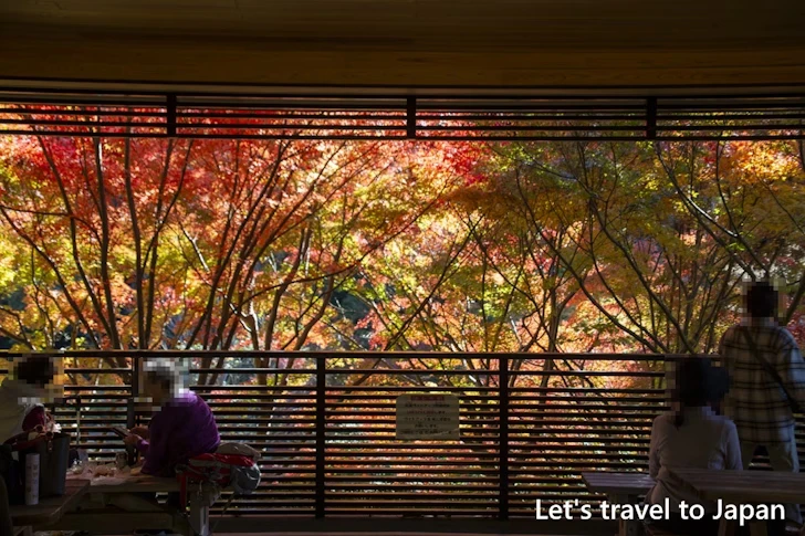 古窯横休憩所からの紅葉：東山動植物園の紅葉の見どころ完全ガイド(49)