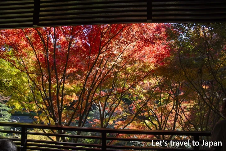 古窯横休憩所からの紅葉：東山動植物園の紅葉の見どころ完全ガイド(50)