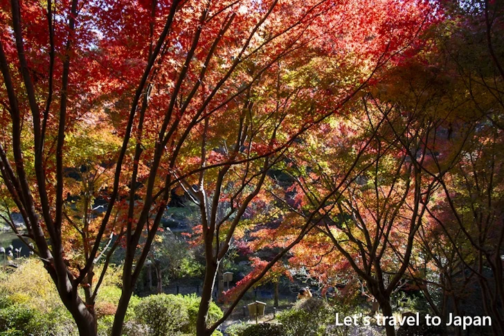 古窯横休憩所からの紅葉：東山動植物園の紅葉の見どころ完全ガイド(51)