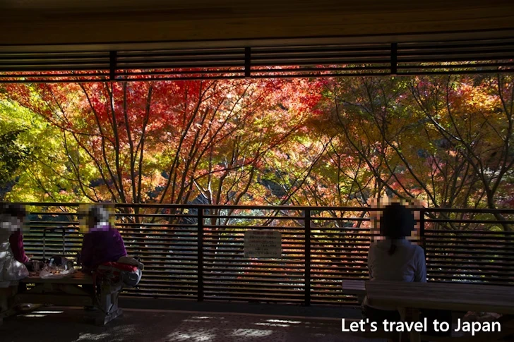 古窯横休憩所からの紅葉：東山動植物園の紅葉の見どころ完全ガイド(52)