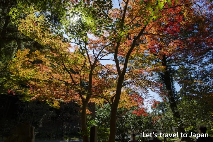 日本庭園あたりの紅葉：東山動植物園の紅葉の見どころ完全ガイド(53)