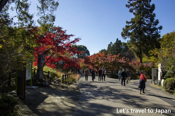 奥池あたりの紅葉：東山動植物園の紅葉の見どころ完全ガイド(54)