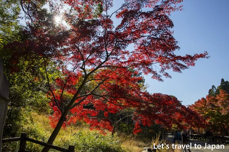 奥池あたりの紅葉：東山動植物園の紅葉の見どころ完全ガイド(55)
