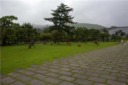奈良公園(30)