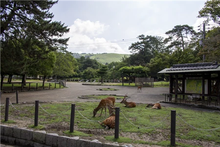 奈良公園(45)